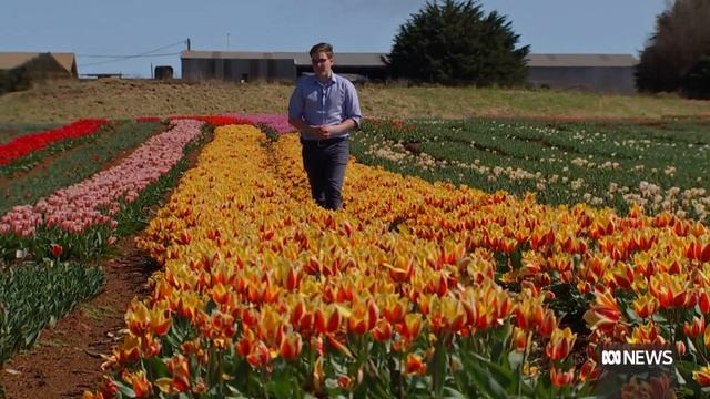A striking display of spring blooms, but less visitors to enjoy them | ABC News смотреть онлайн