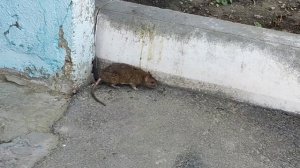 Добыча мужа, зверь у подъезда, мои цветы.