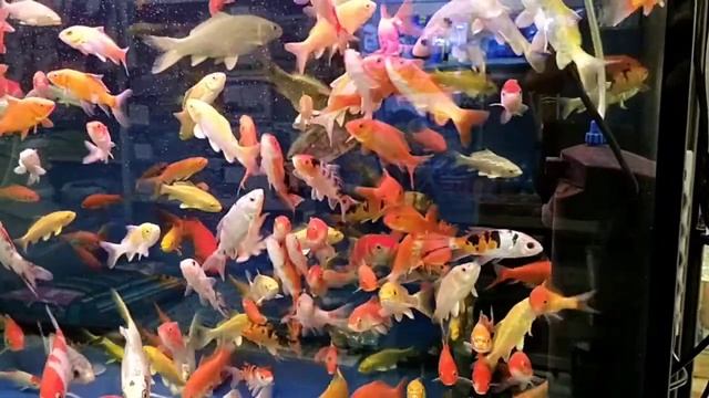 рыбки смотреть онлайн