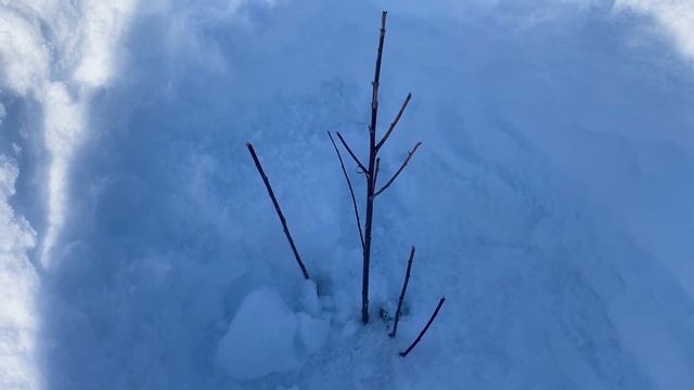 Fast-Growing Hybrid Willow Planting Mistake!