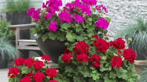 Цветы, деревья и кустарники — это основа дизайна любого сада