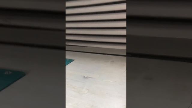 Пила макалистер