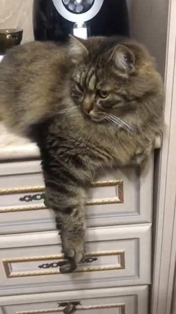 На днях Нюшу стерилизуем, срочно нужен дом! смотреть онлайн