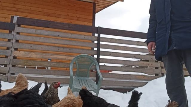 релакскурятник(2) смотреть онлайн