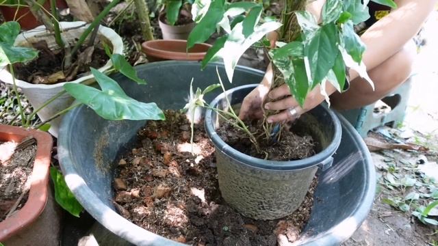 PROBLEMA MO RIN BA ITO SA MGA TRAILING PLANTS MO? ITO ANG GAWIN MO|SYNGONIUM ALBO