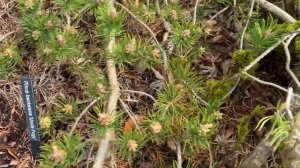 Pinus banksiana ' Uncle Fogy ' Contorted Weeping Jack Pine  April 2, 2020