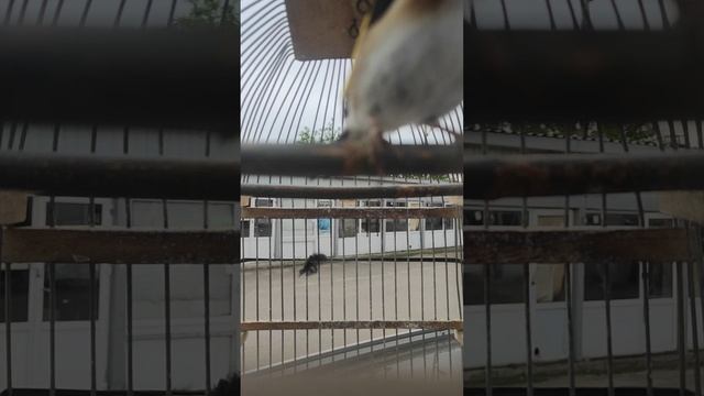 Щеголь поёт смотреть онлайн