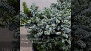 Корейская пихта Когоутс Айсбрейкер