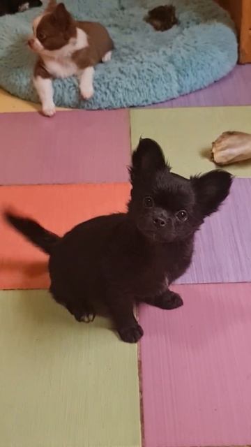 Шикарная БАРРАКУДА ЦЕНА 100 тыс руб чихуахуа продажа питомник Кастропуло Крым купить +79787458062 смотреть онлайн