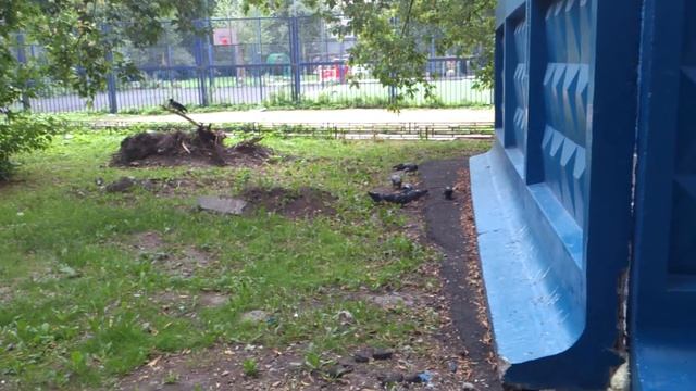 Утро в СПб, вороны и голуби смотреть онлайн