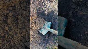 Посадка сосны обыкновенной🌲#сосна #посадкасосны #хвойныедеревья