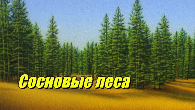 Сосновые леса
