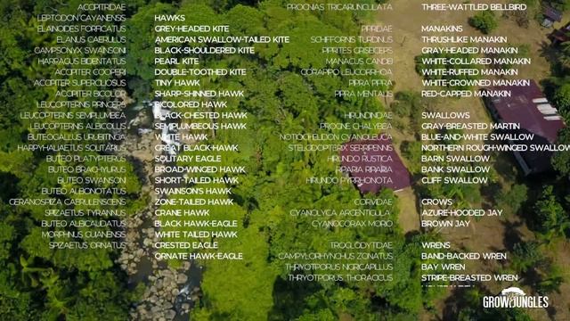 Rara Avis Rainforest Eco-lodge in Costa Rica смотреть онлайн