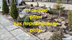 Дачные истории 17.04.2025. Раскрываю розы. Как перезимовали розы. Первая подкормка роз.