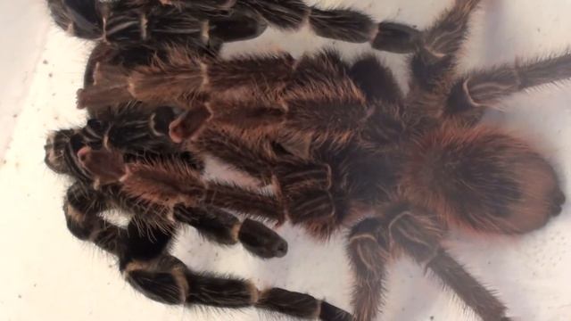 Lasiodora klugi Mating at TSS смотреть онлайн