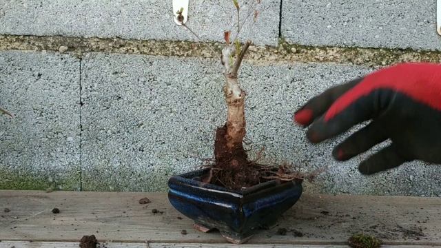 Oak bonsai out of wild material