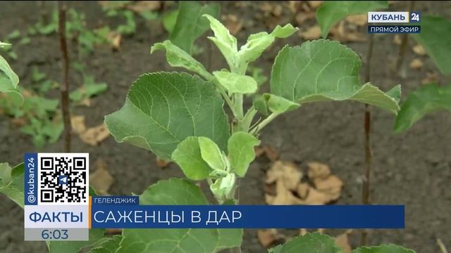 Две тысячи саженцев яблони раздадут бесплатно в Геленджике 17 апреля