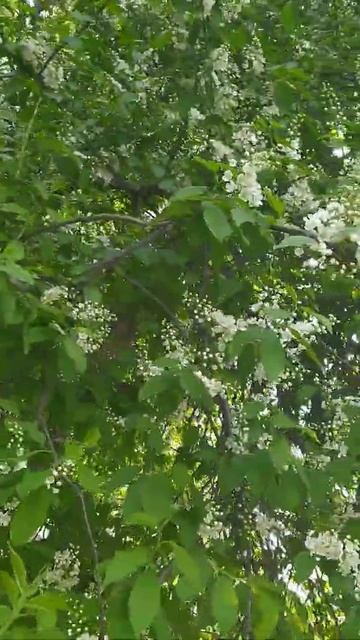 shorts  короткое видео  белая черемуха доброе утро