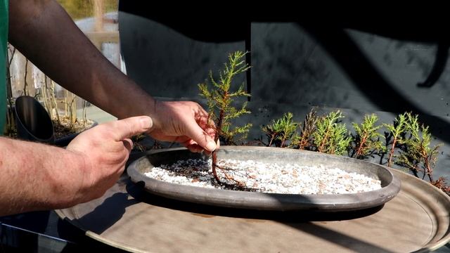 Planting My Giant Sequoia Forest, The Bonsai Zone, March 2023 смотреть онлайн