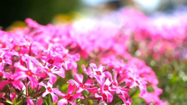 Сын привёл в дом девушку чтобы познакомить с мамой, но увидев её – женщина ПРИШЛА В УЖАС… смотреть онлайн