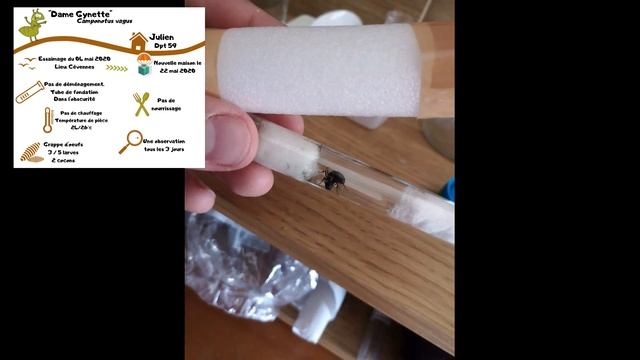 6mois -  suivi 1 de lœuf au cocon