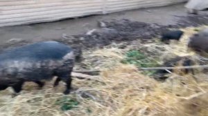 Венгерская Мангалица- полувольное  содержание.