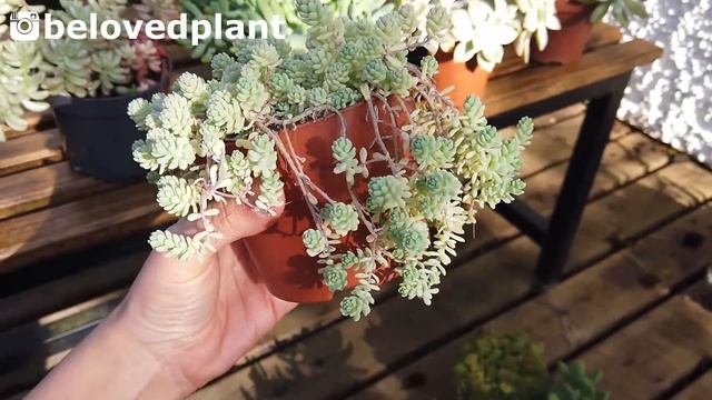 As 13 melhores suculentas para venda! Suculentas que crescem mais rápido por Querida Planta смотреть онлайн