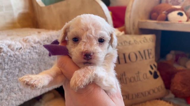 Tiny Pocket Goldendoodle puppies  Fiona  Burton  4 wks  toygoldendoodles microgolfrnfoodle