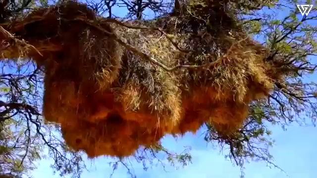 SOMO SAFARO|| DUBBIIN NAMGARI DHARANIIN AMO WALSOBUN ATHANIN || 💗🎵💓 смотреть онлайн