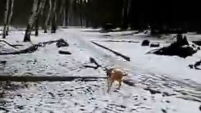 Собака лебедиху ! Лебедь собаку 19,01,13 смотреть онлайн