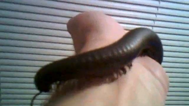 Archispirostreptus gigas смотреть онлайн