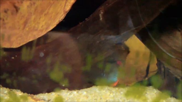 Apistogramma panduro смотреть онлайн