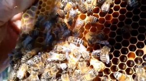 Как я вывожу маток по Кашковскому в случае применения метода Демари. 2.