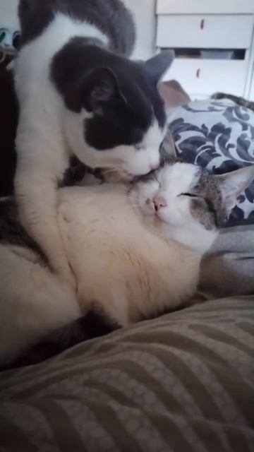 Из жизни пушистиков!🐱 #shorts #sorts смотреть онлайн