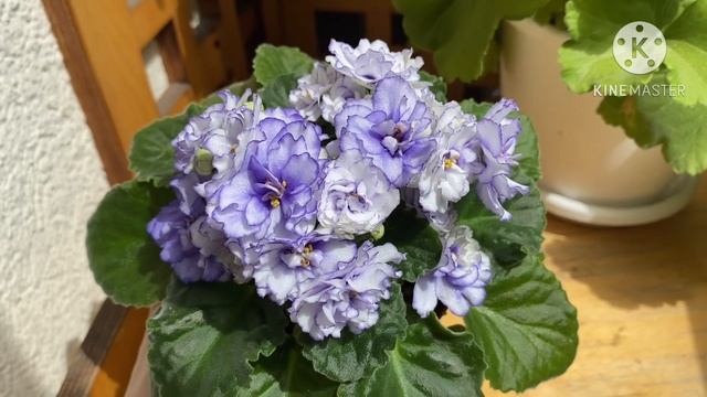 Цветение стандартных фиалок в июне 2024. смотреть онлайн