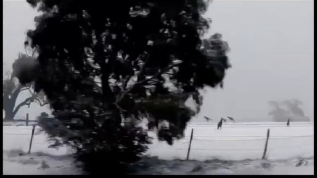 Снег и кенгуру в Австралии смотреть онлайн