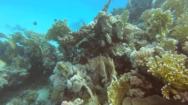 Egypt Moray Eel and fish смотреть онлайн