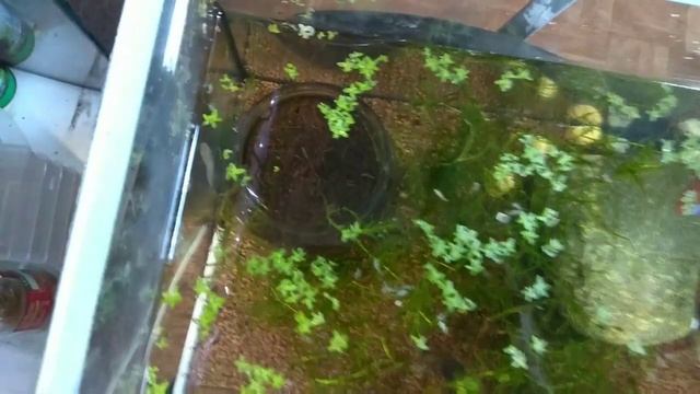 Killi Nothobranchius rachovii смотреть онлайн