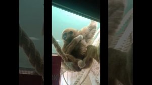 Роев ручей зоопарк Красноярск