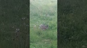 Приходил живой заяц в гости