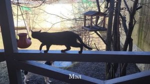 Мэл и Ник впервые во дворе. Mel and Nick for the first time in nature