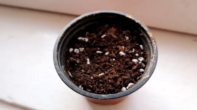 🍉How to Grow Watermelon🍉 Complete Growing Guide