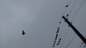 димитрово   голуби  юра   барышник  часть  1