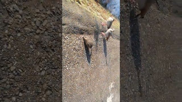 Утки без страха и бобры смотреть онлайн