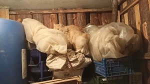 Рыжий кот Антон хозяйничает в подвале.
