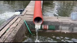 Привоз Карельской форели