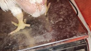 Взвешивание бройлов в 28 дней. тестируем корма Акорм,Белко корм,Богданович.