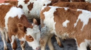 Simmental Buqachalar sotiladi 7 Dona ☎️ +998 93 205 11 04