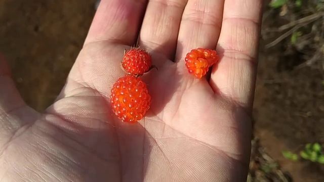Eating Silky leaved berry (Rubus lineatus) at mount Ijen in Java смотреть онлайн