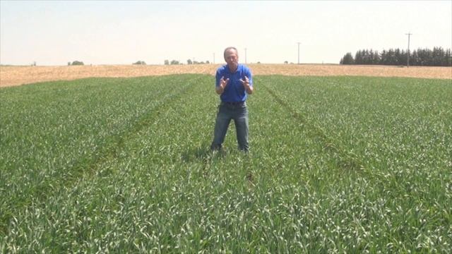 Wheat School: Boosting Yields With Seed-Placed Phosphorus смотреть онлайн